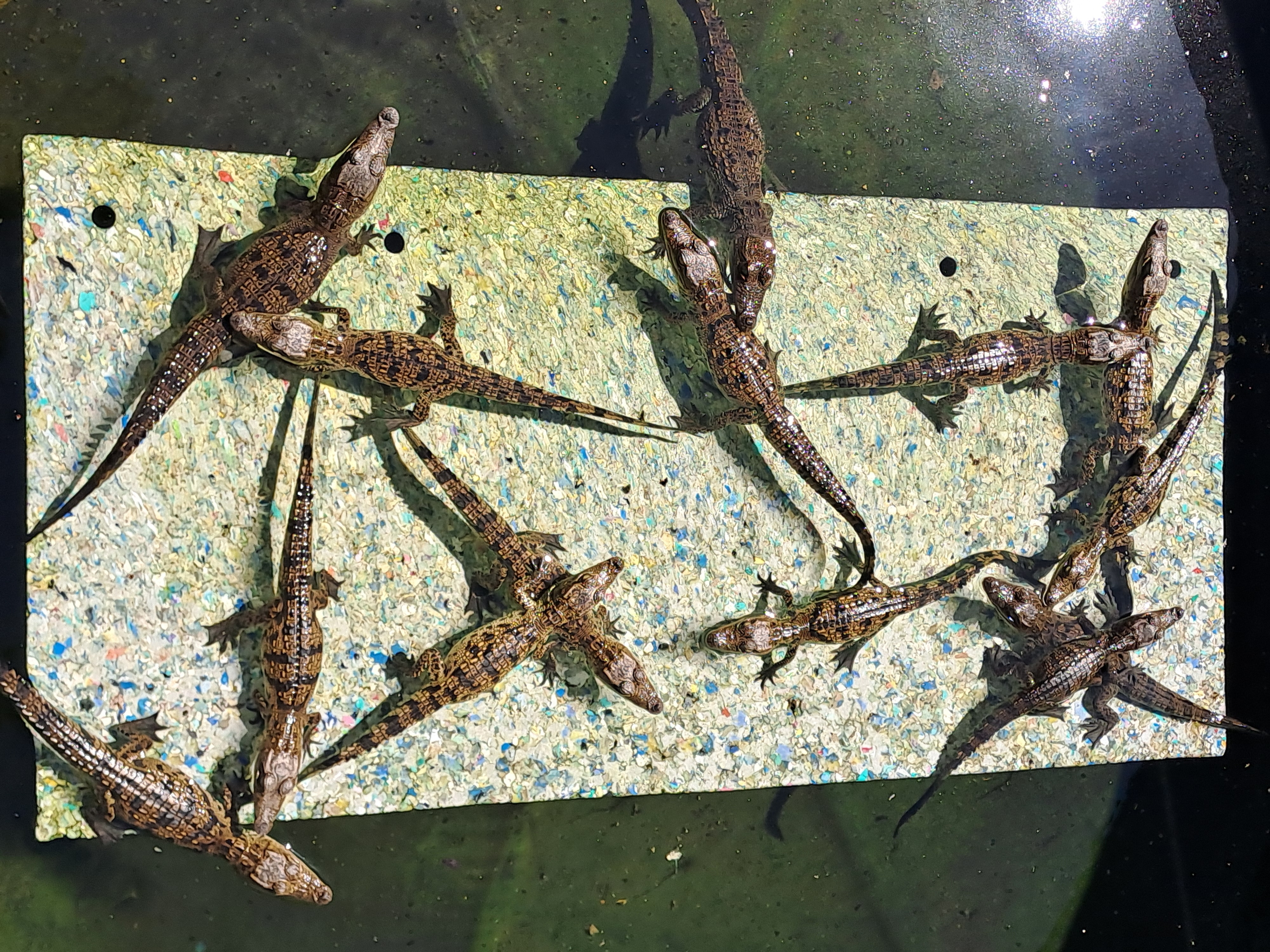 What do we mean by animal personality?