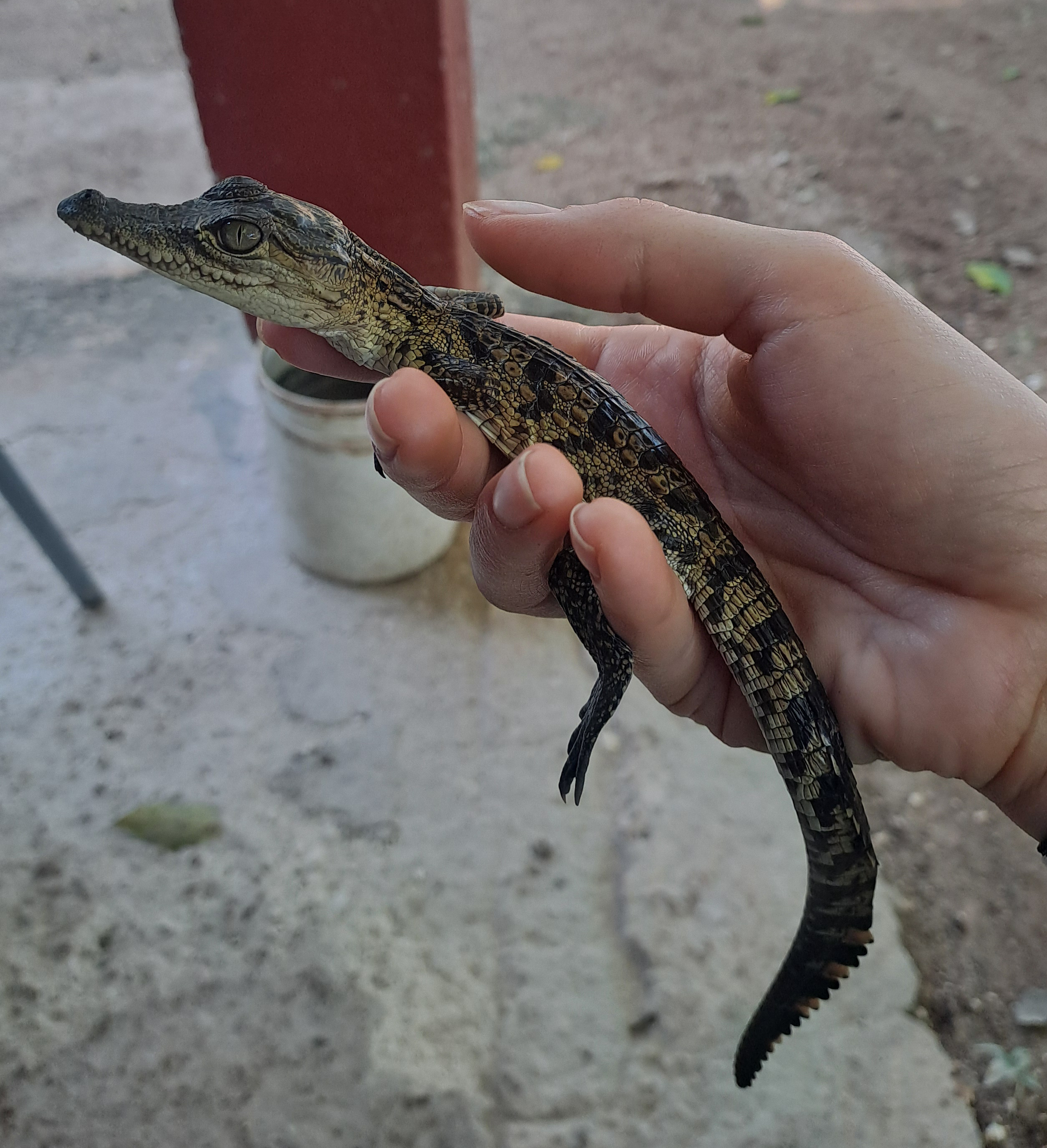Un cucciolo di pochi mesi