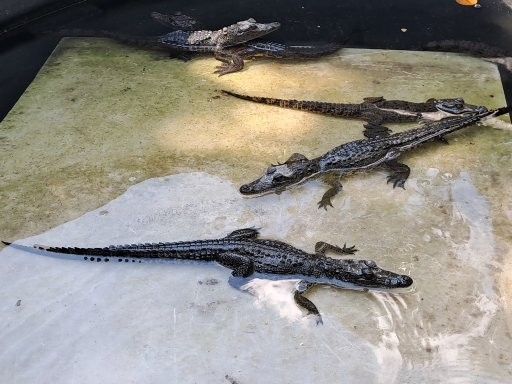 Setting everything up